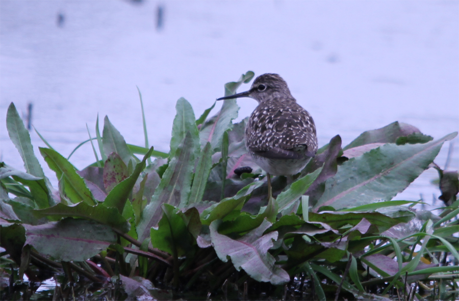 Wood Sandpiper