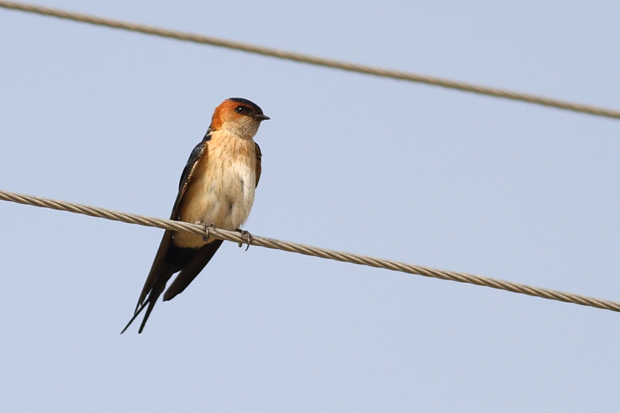 European Red-rumped Swallow
