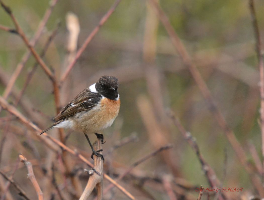 European Stonechat
