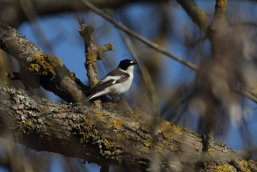 Semicollared Flycatcher
