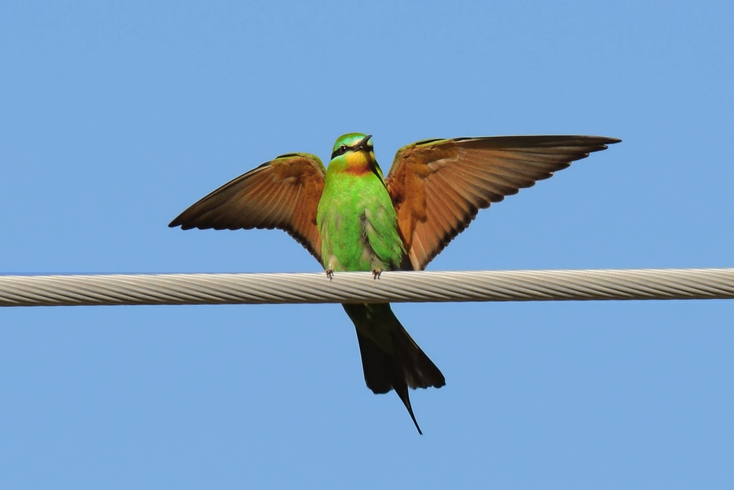 Blue-cheeked Bee-eater