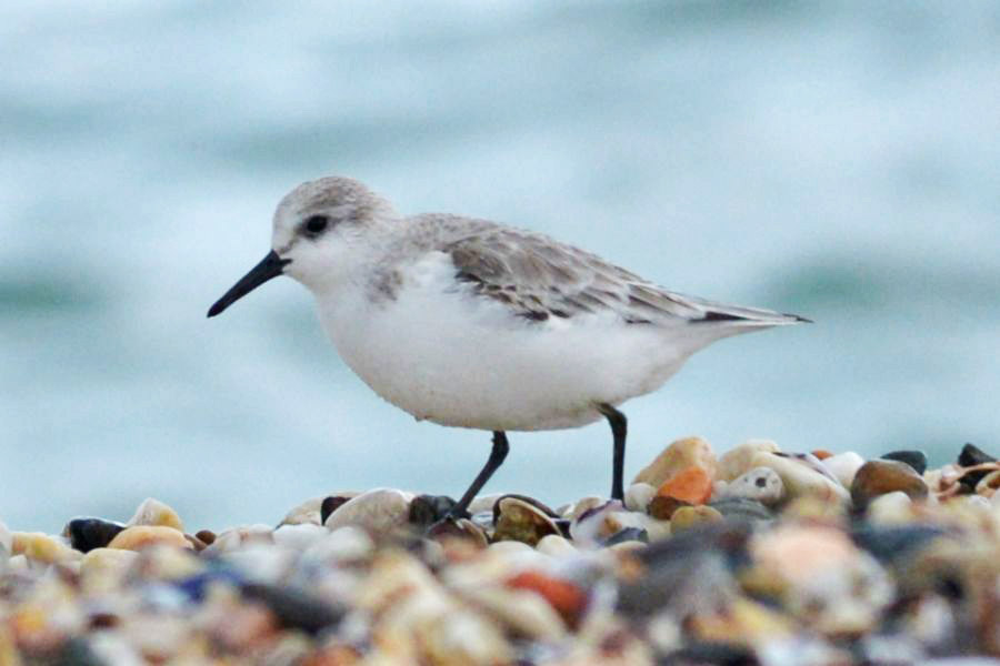 Sanderling