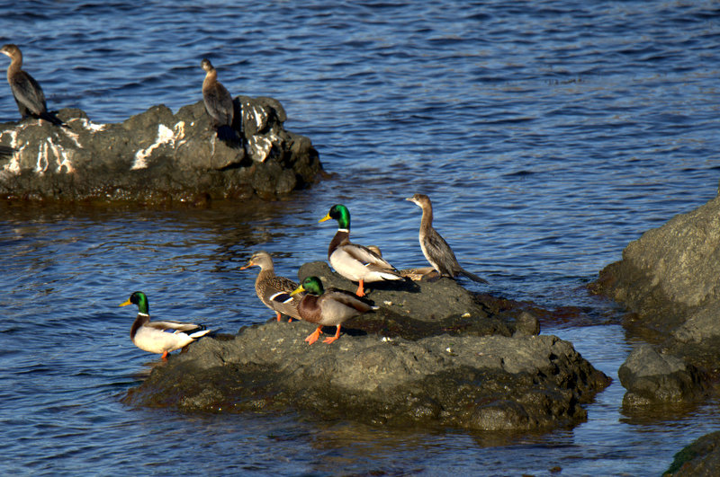 Mallard