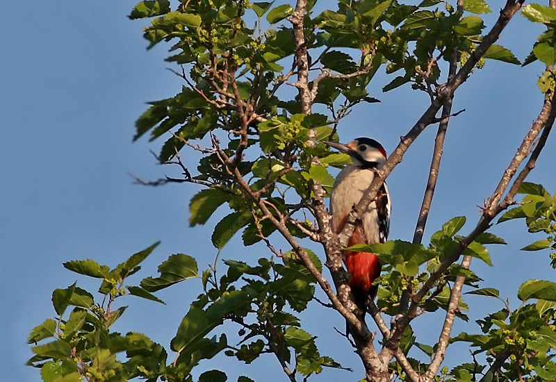 Syrian Woodpecker