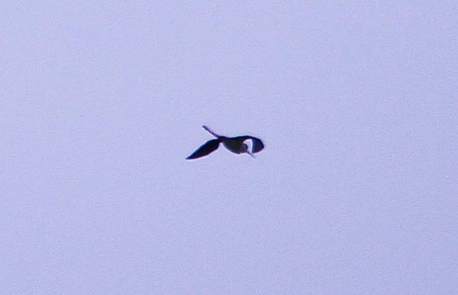 Black-winged Stilt