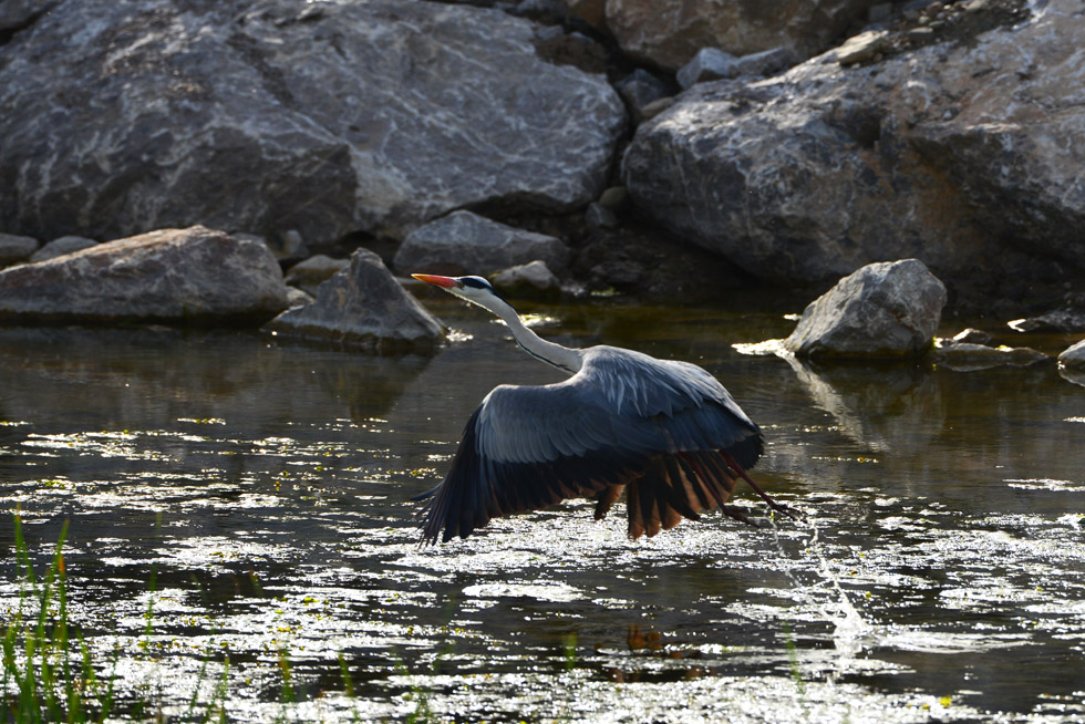 Grey Heron
