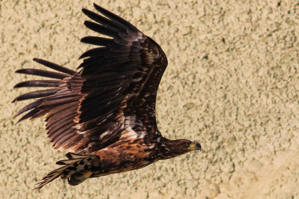 White-tailed Eagle