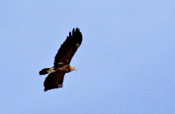 Golden Eagle
