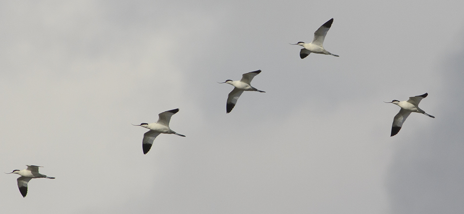 Pied Avocet