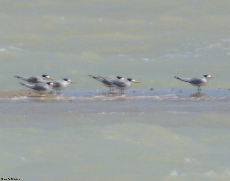 Little Tern