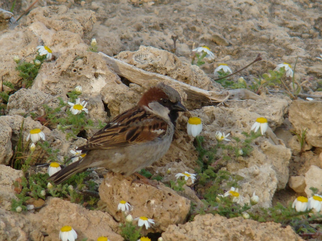 House Sparrow