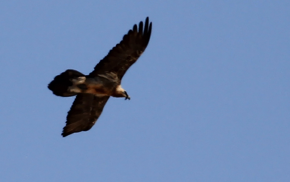 Bearded Vulture