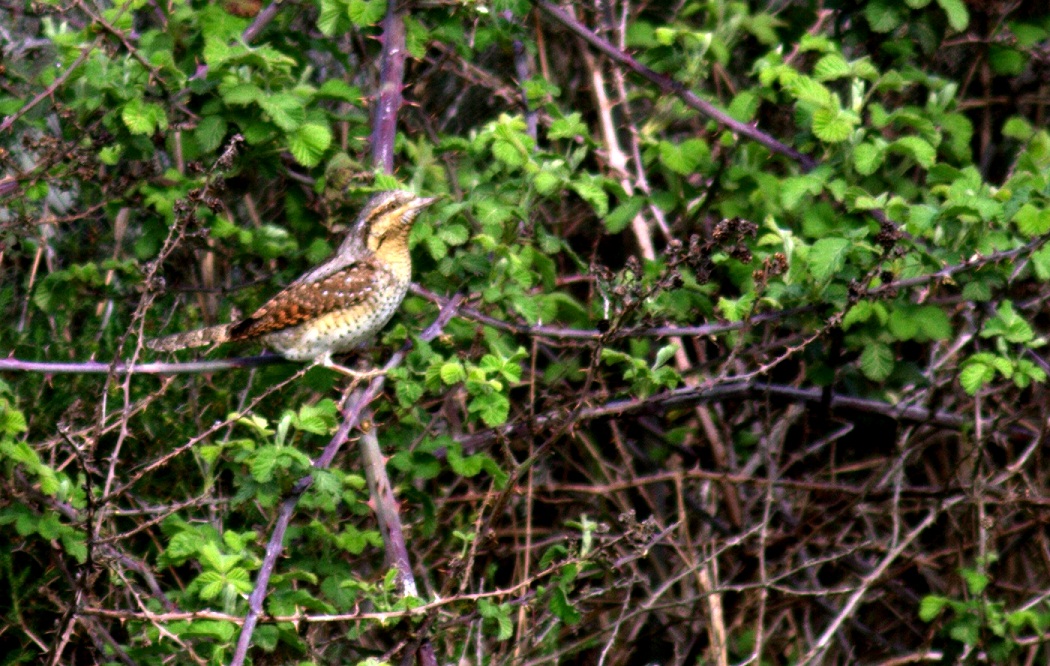 Eurasian Wryneck