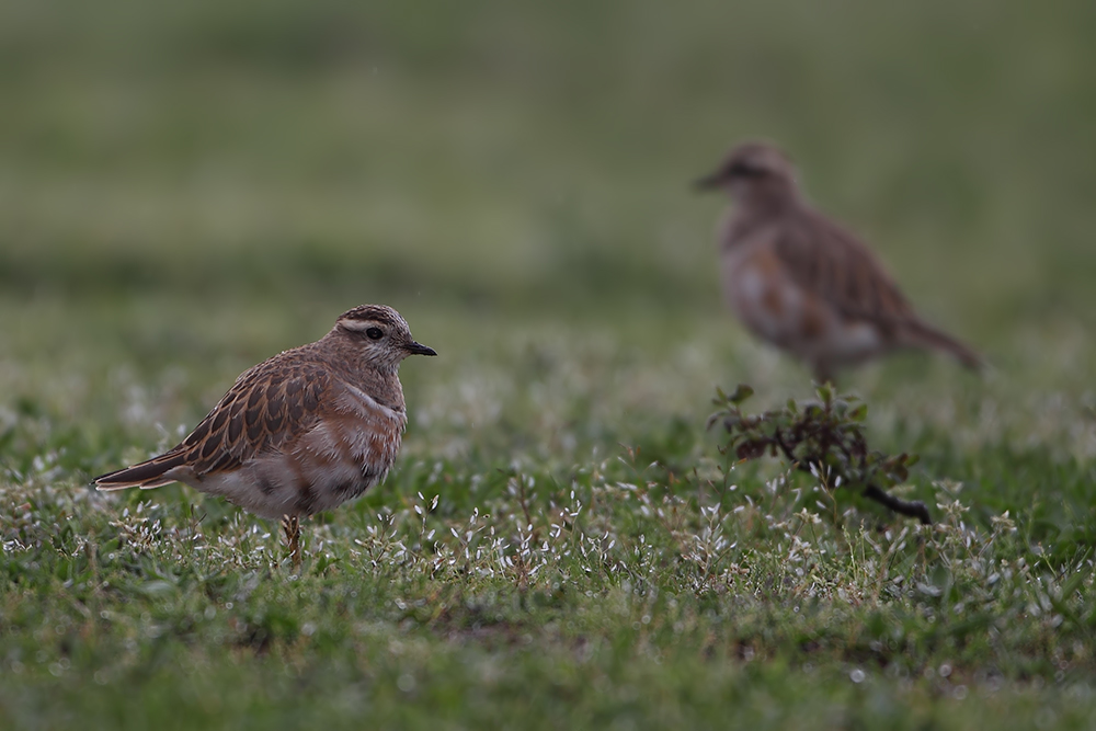 Eurasian Dotterel