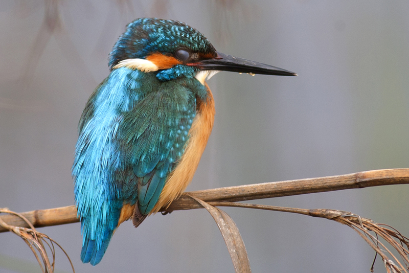 Common Kingfisher