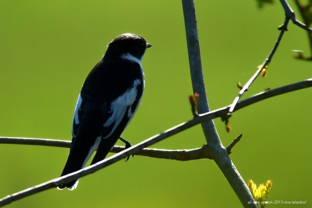 Semicollared Flycatcher