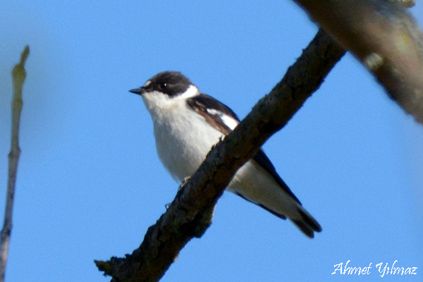 Semicollared Flycatcher