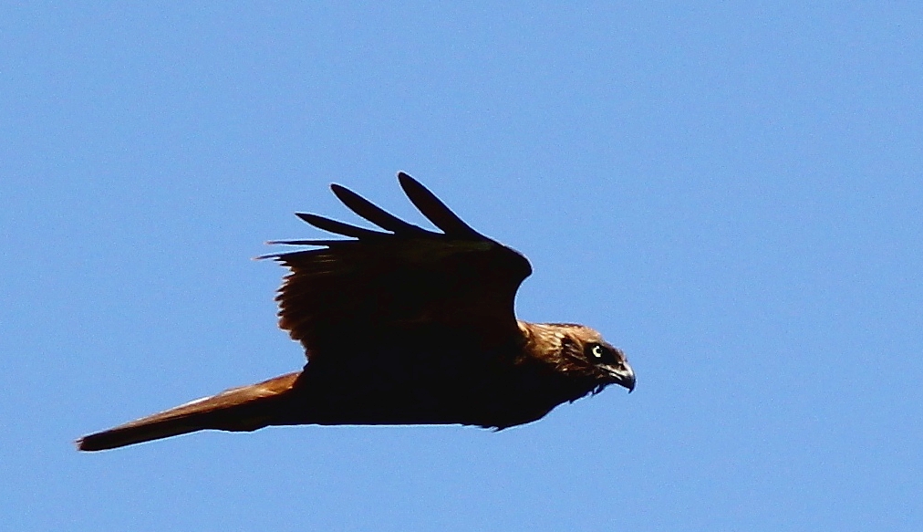 Western Marsh Harrier