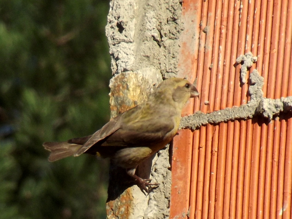 Red Crossbill