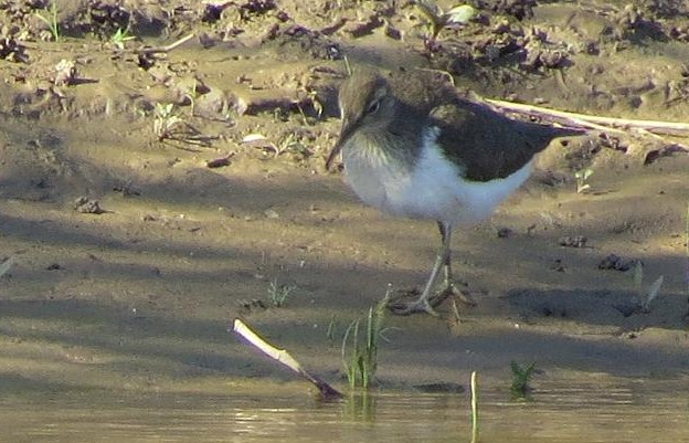 Common Sandpiper