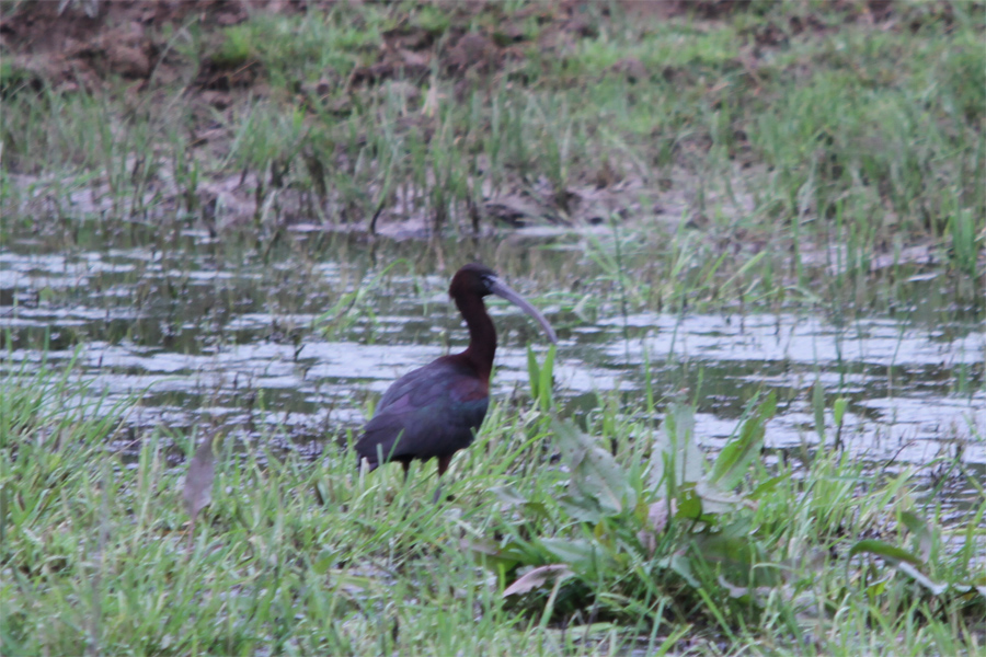 Glossy Ibis