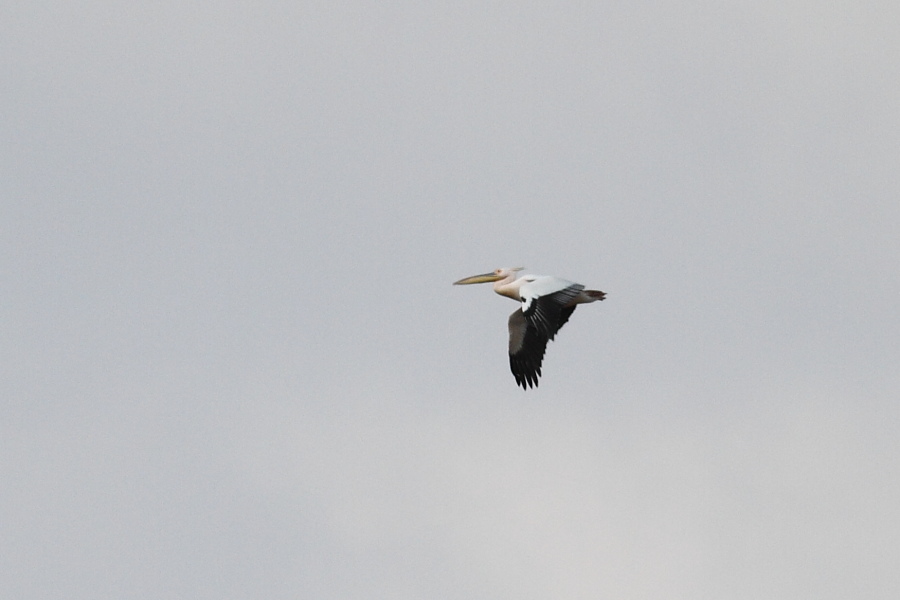 Great White Pelican