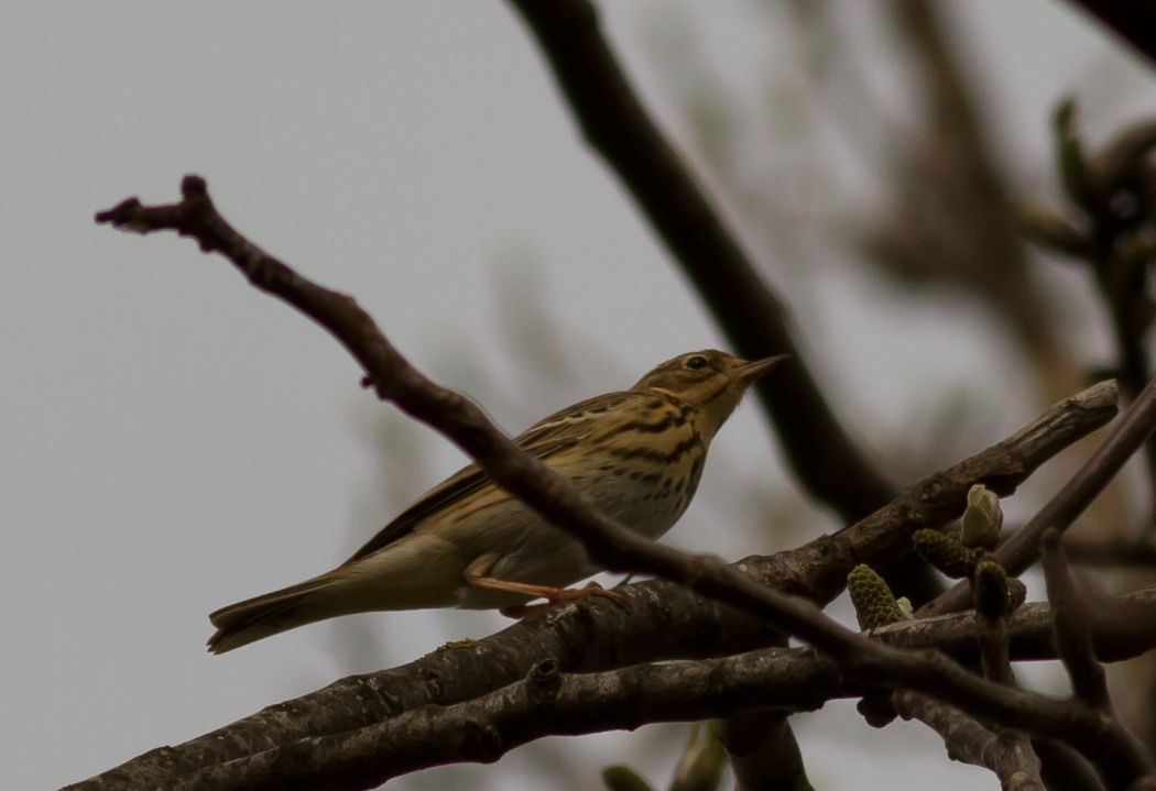 Tree Pipit