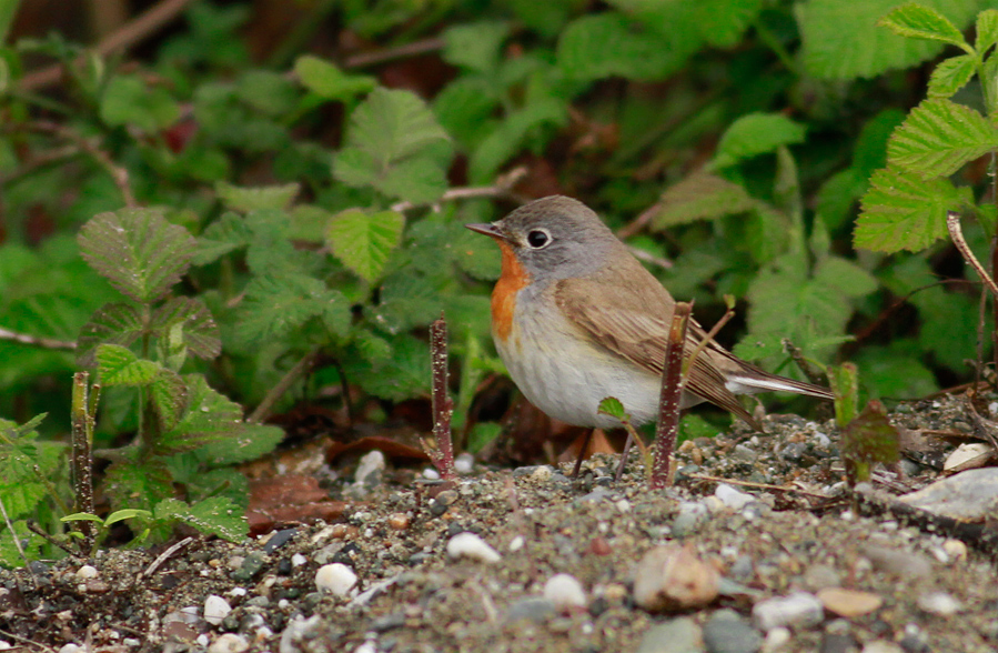 Red-breasted Flycatcher