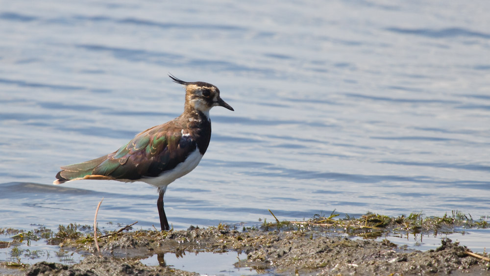 Northern Lapwing