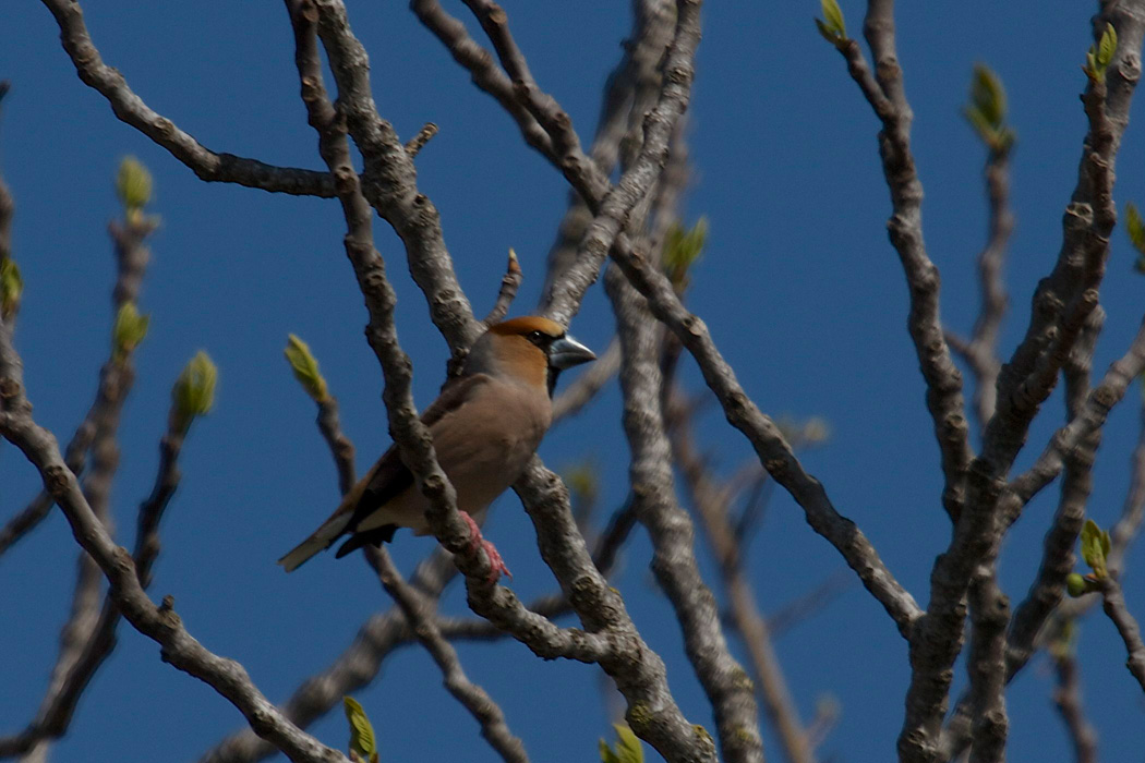 Hawfinch
