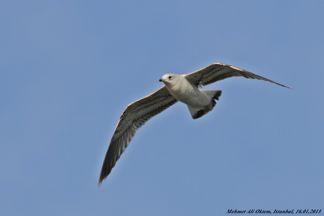 Common Gull