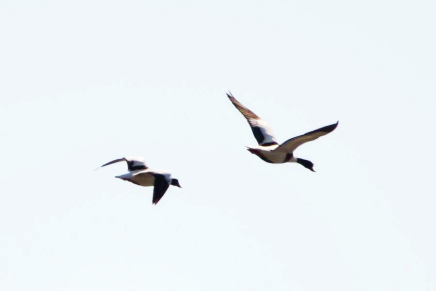 Common Shelduck