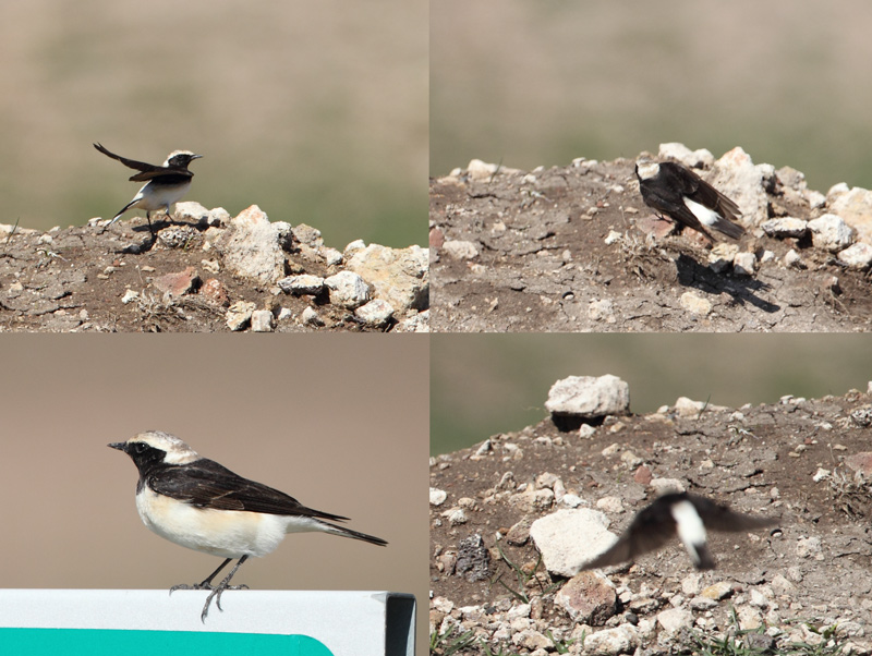 Pied Wheatear