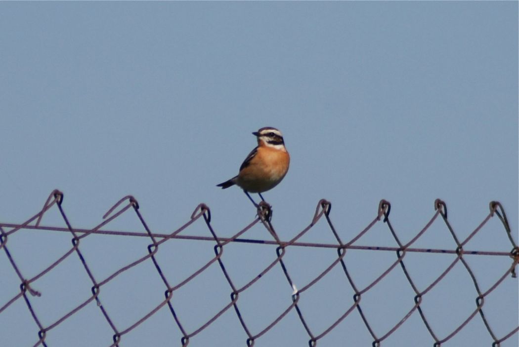 Whinchat