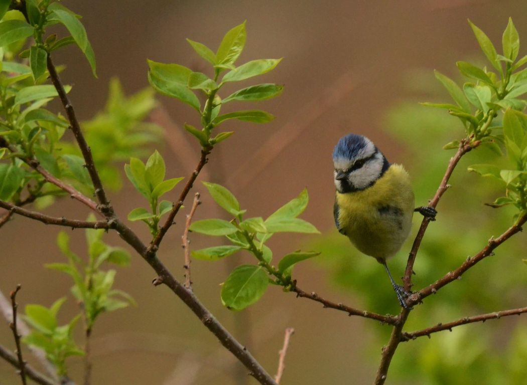 Eurasian Blue Tit