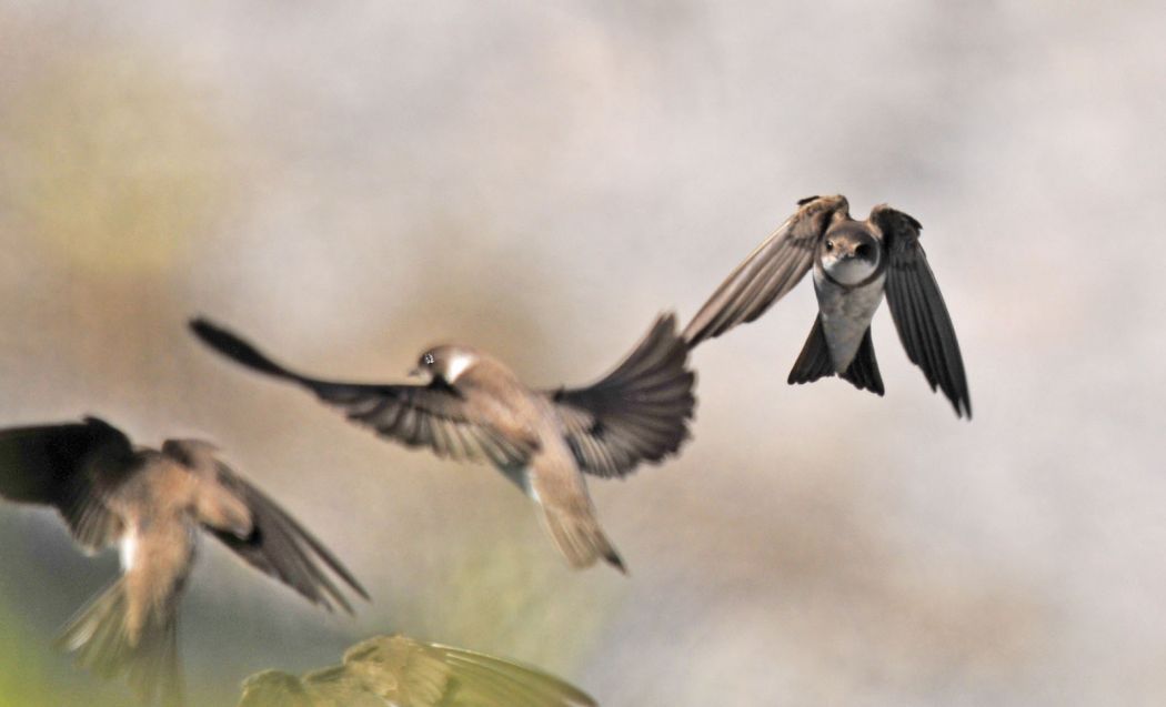 Sand Martin