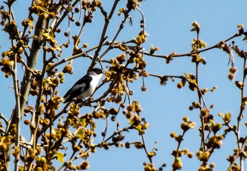 Collared Flycatcher