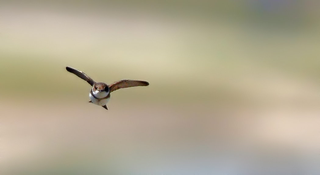 Sand Martin
