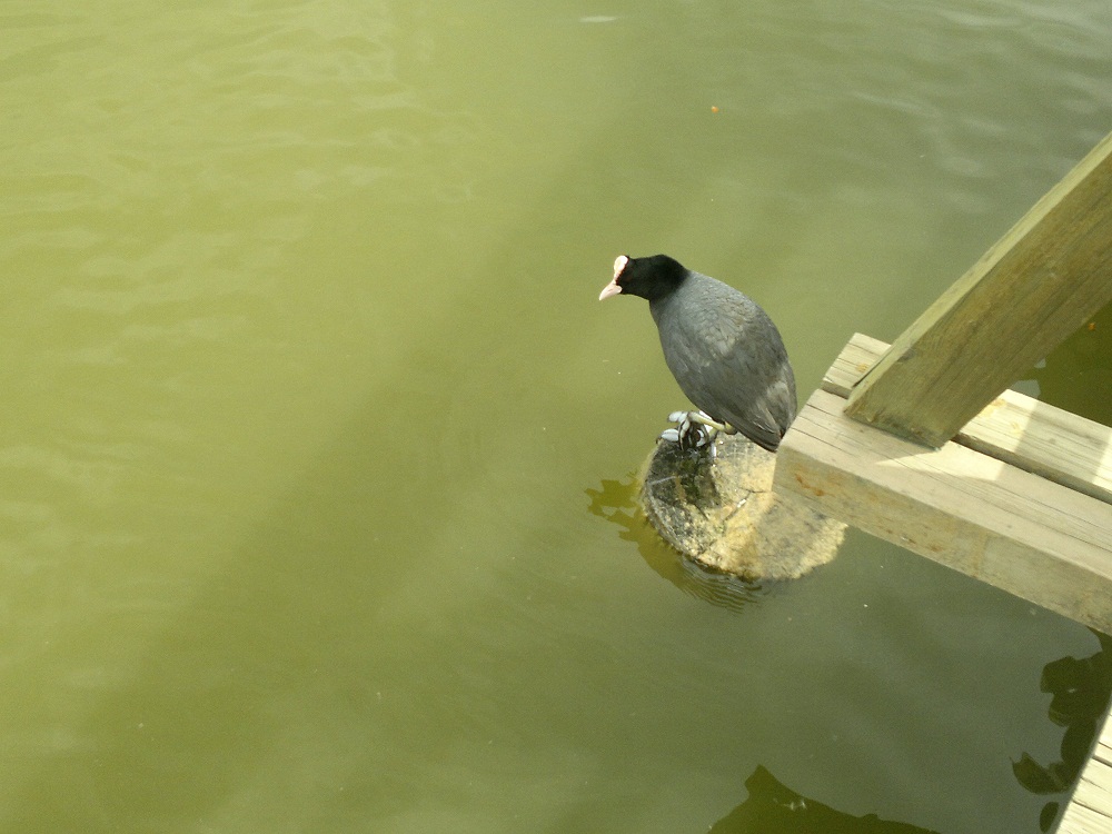 Eurasian Coot