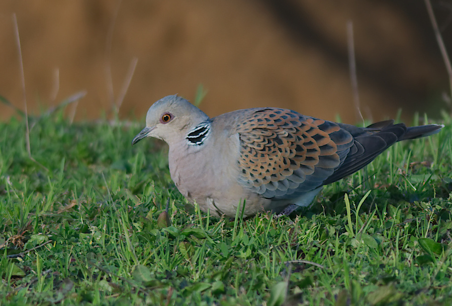 European Turtle Dove