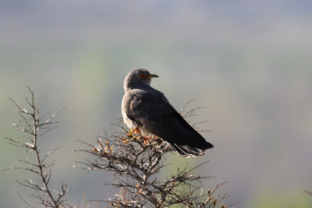 Common Cuckoo