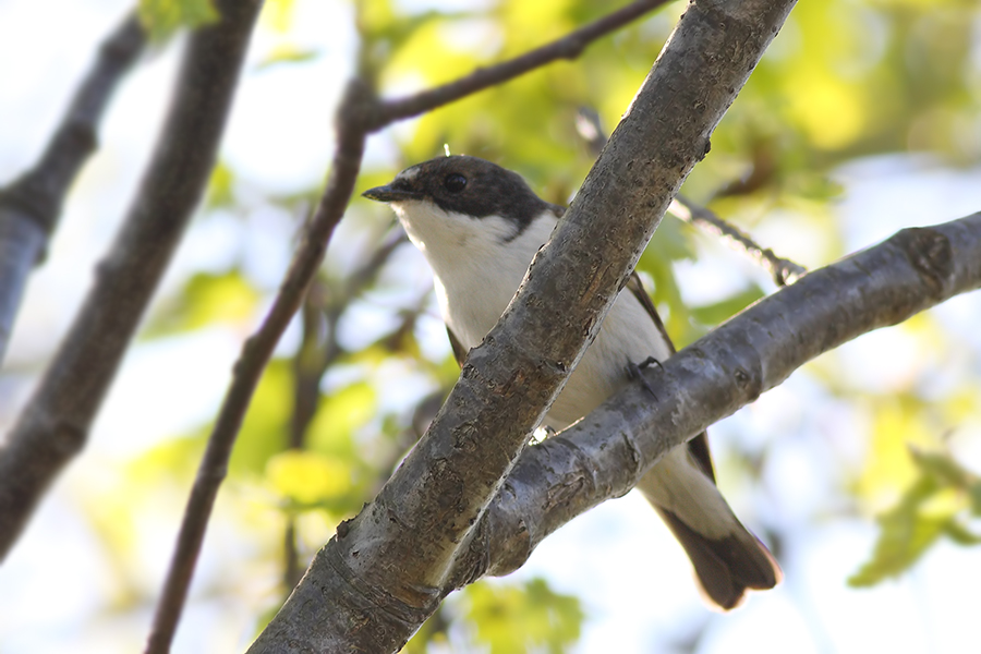 European Pied Flycatcher