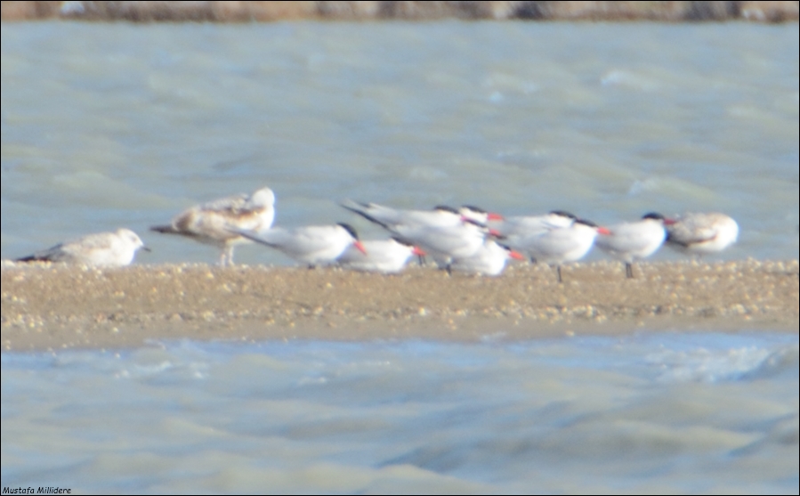 Caspian Tern