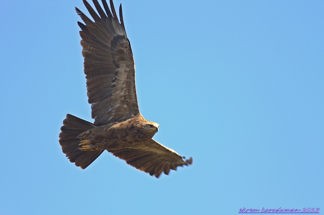 Lesser Spotted Eagle