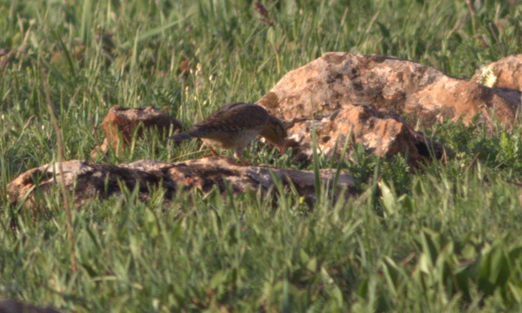 Eurasian Wryneck
