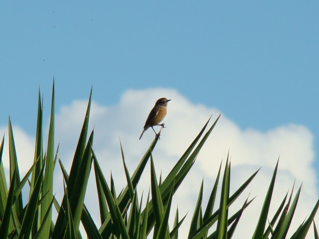 European Stonechat