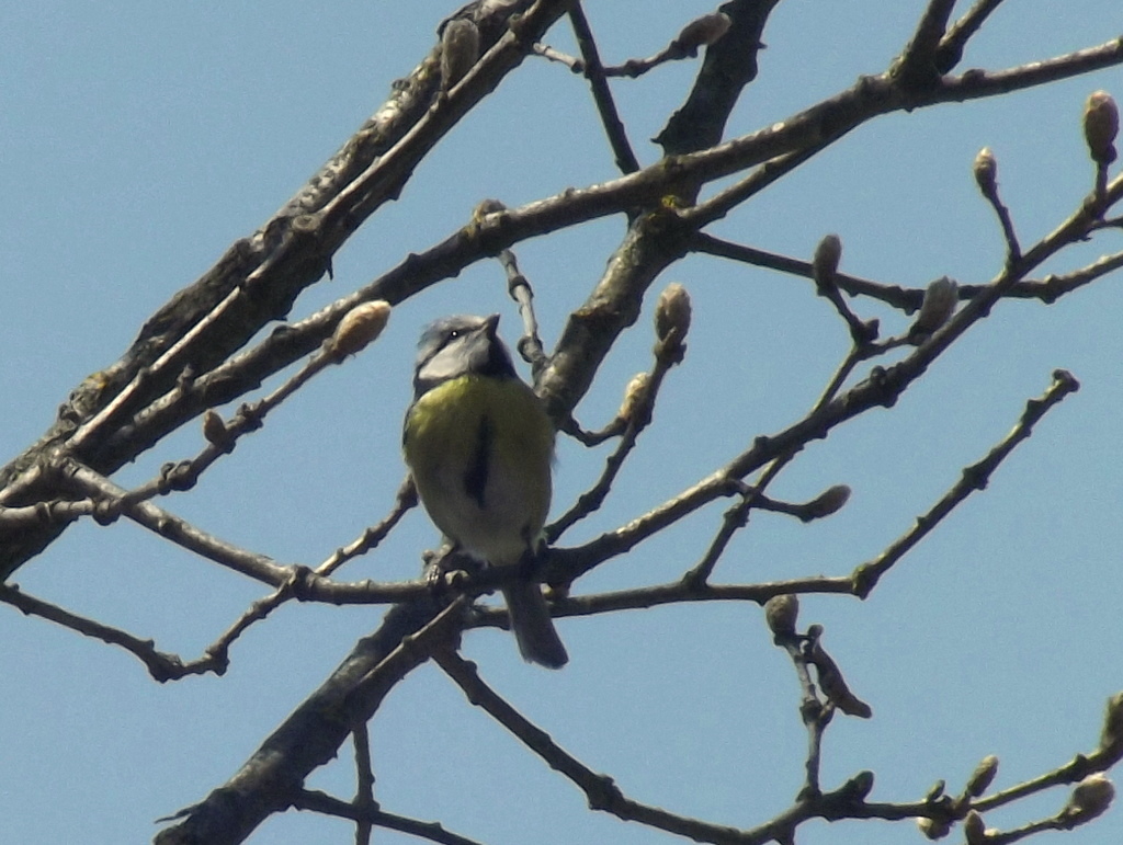Eurasian Blue Tit