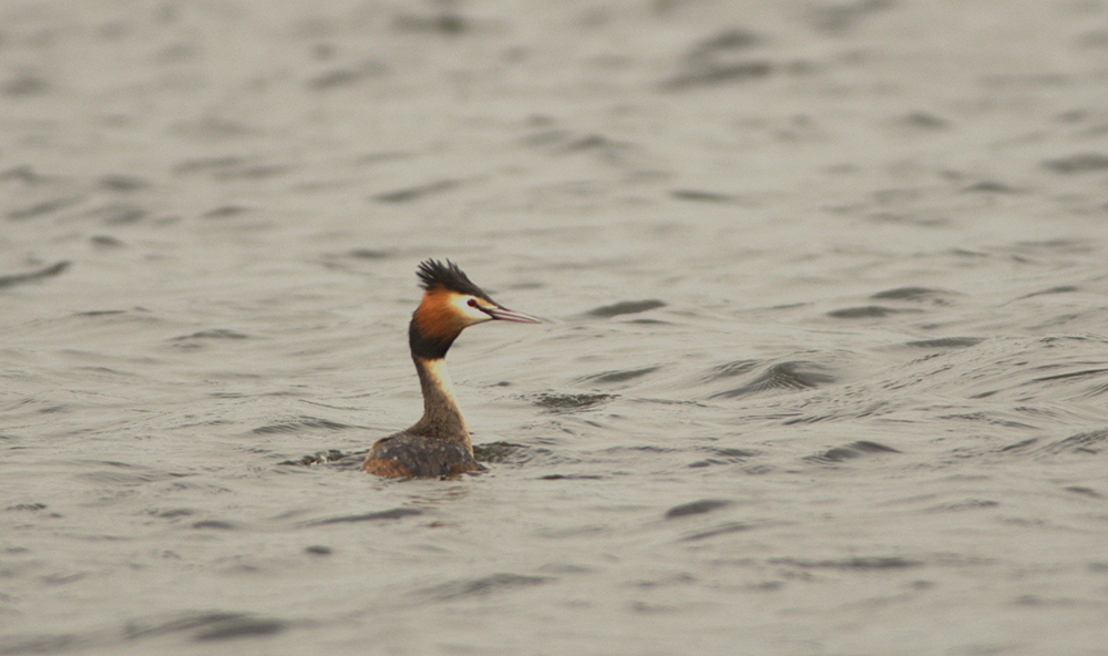 Great Crested Grebe