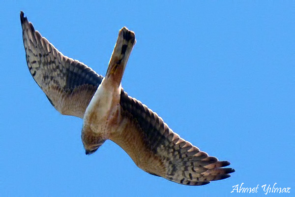 Pallid Harrier