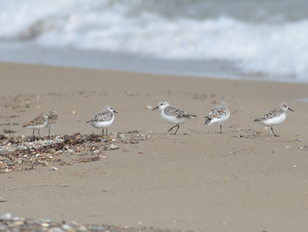 Sanderling